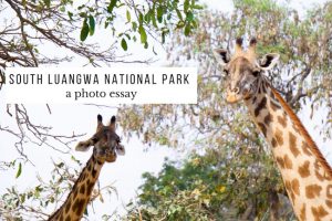 South Luangwa National Park : A Photo Essay South Luangwa National Park : A Photo Essay