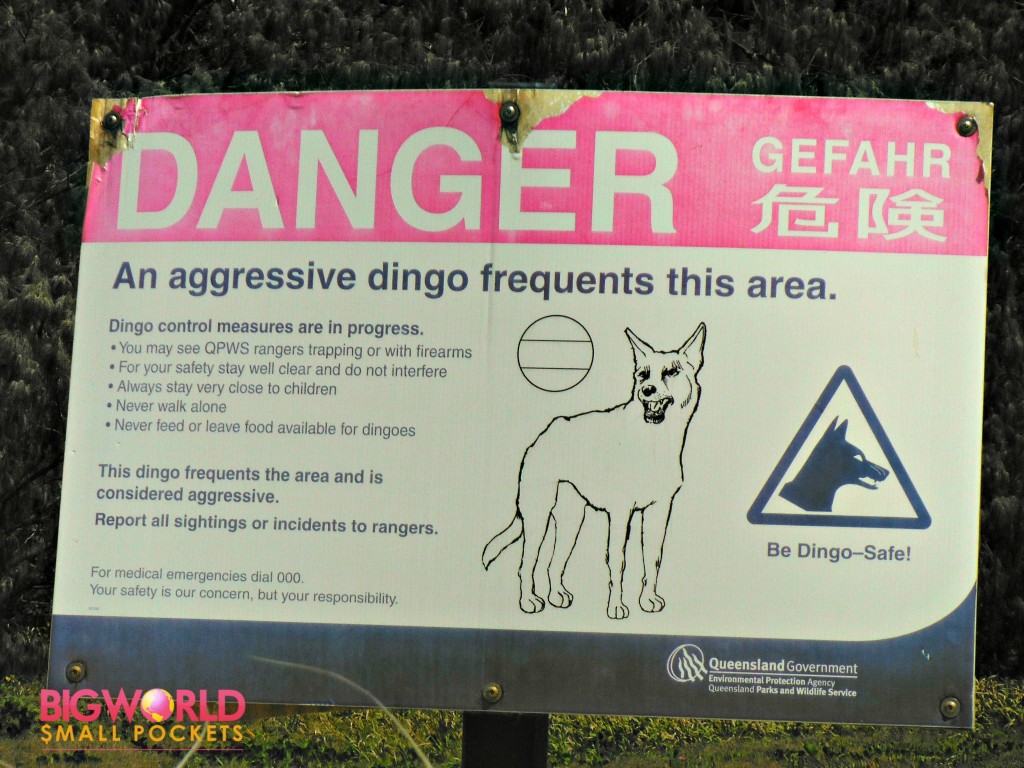 Danger Dingo