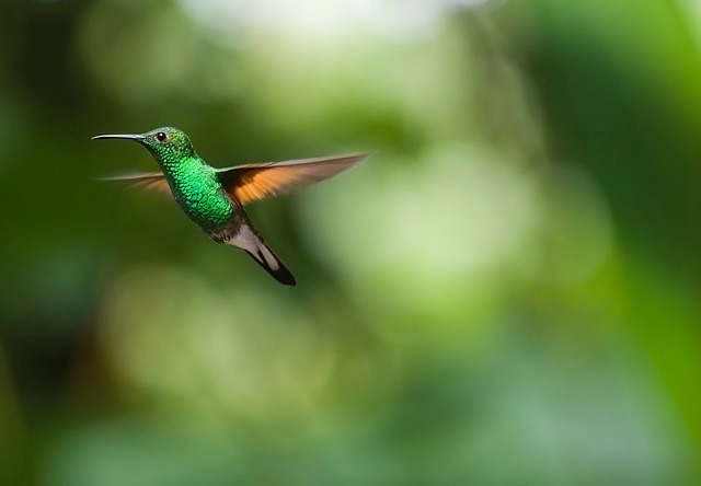 Ecuador, Mindo, Hummingbird