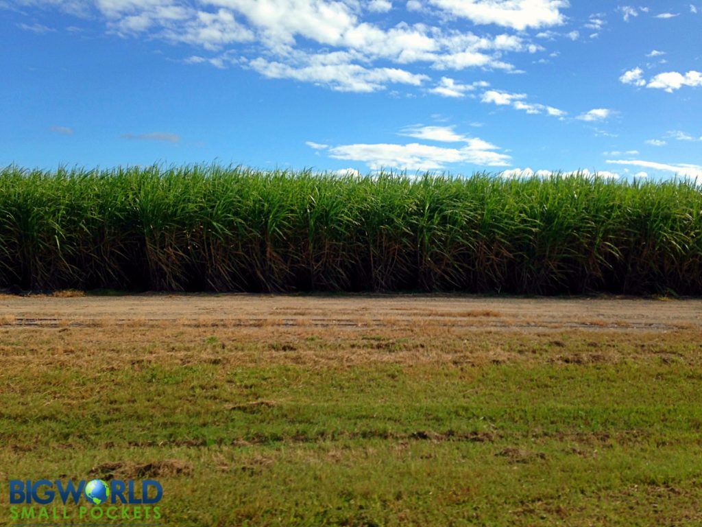 Sugar Cane