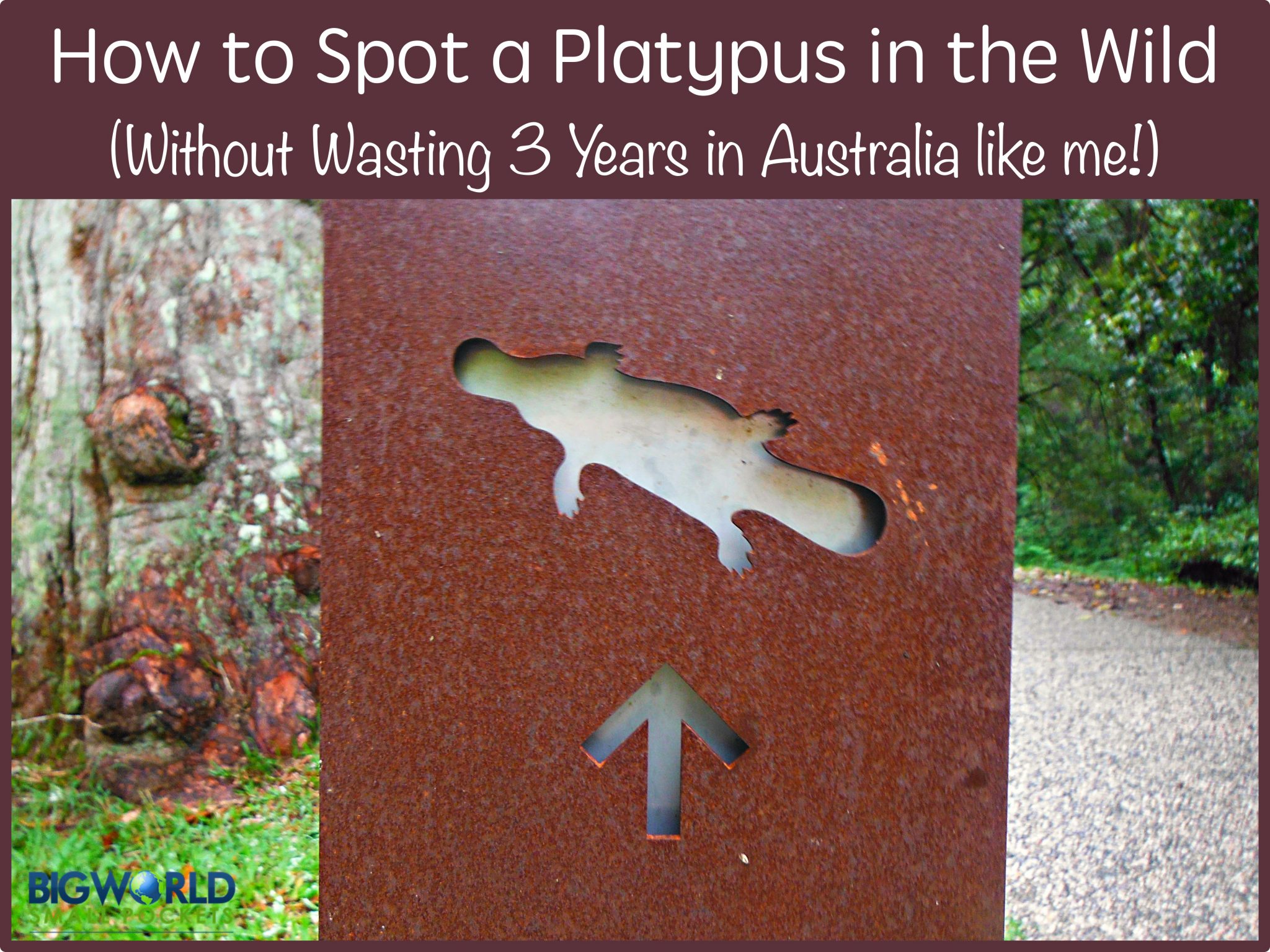 Platypus Spotting in Australia