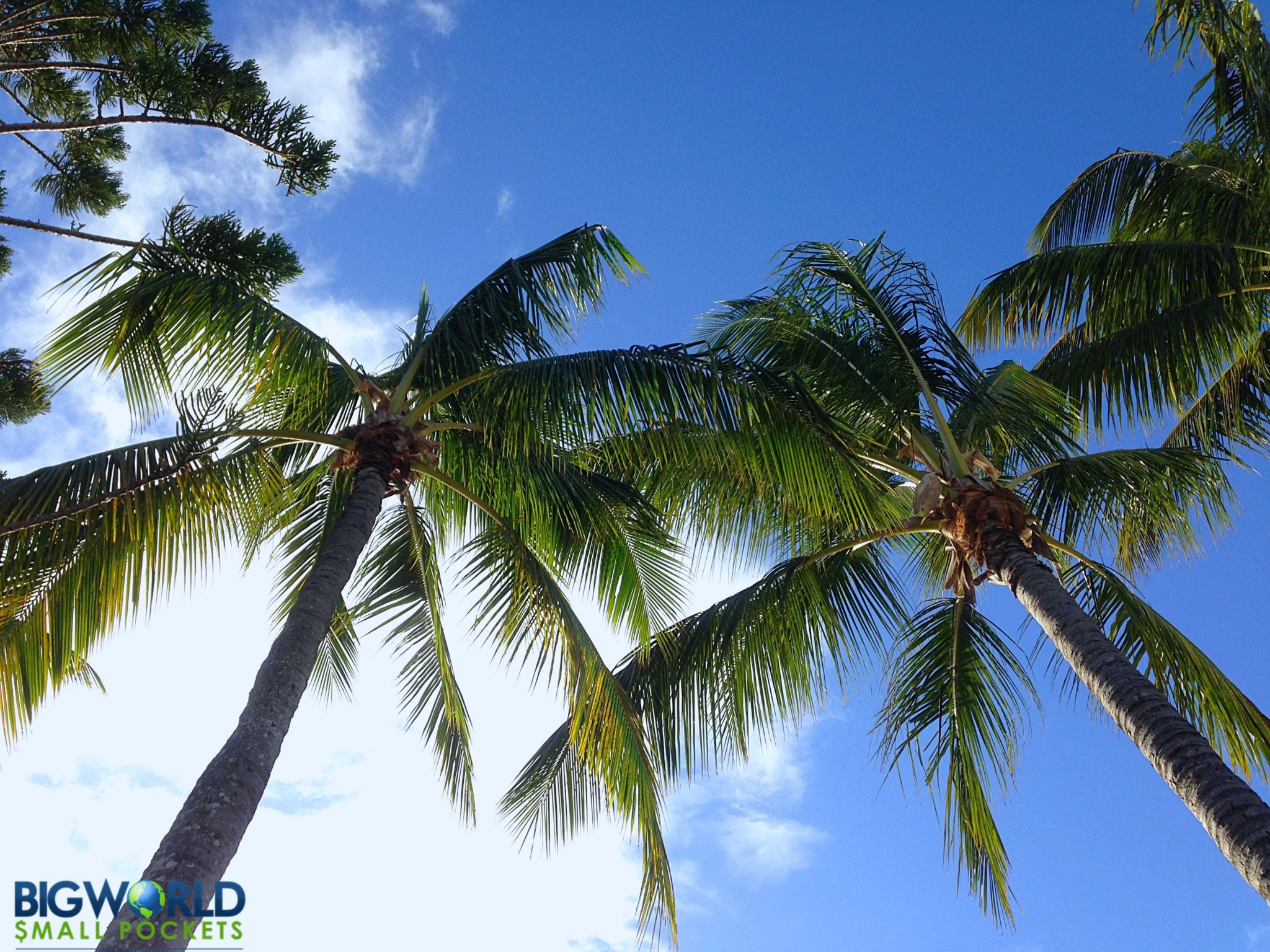 Palm Trees Airlie Beach