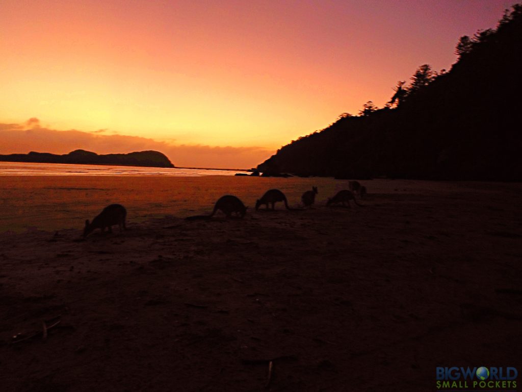 Wallabies on Beach at Cape Hillsborough