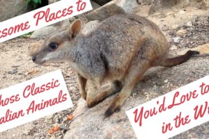 9 Awesome Places to Spot the Australian Animals You’d Love to See in the Wild