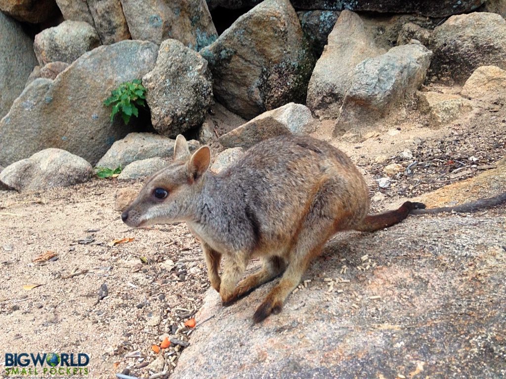 Wallaby