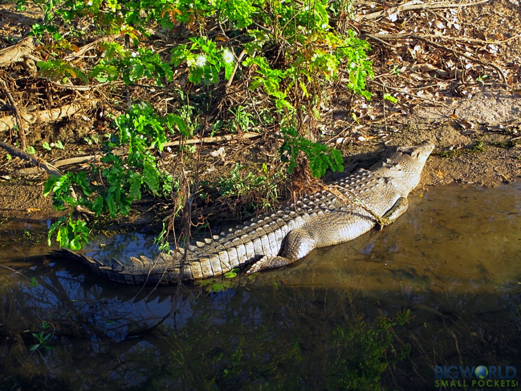 Crocodile Kakadu