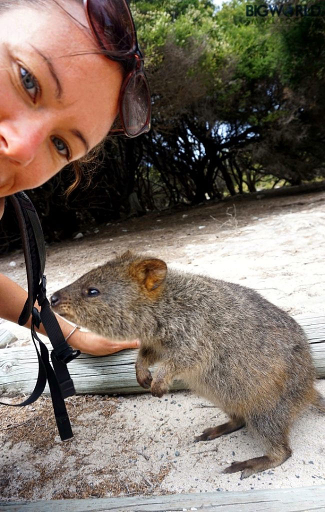 Australia, Rottnest, Quokka Selfie