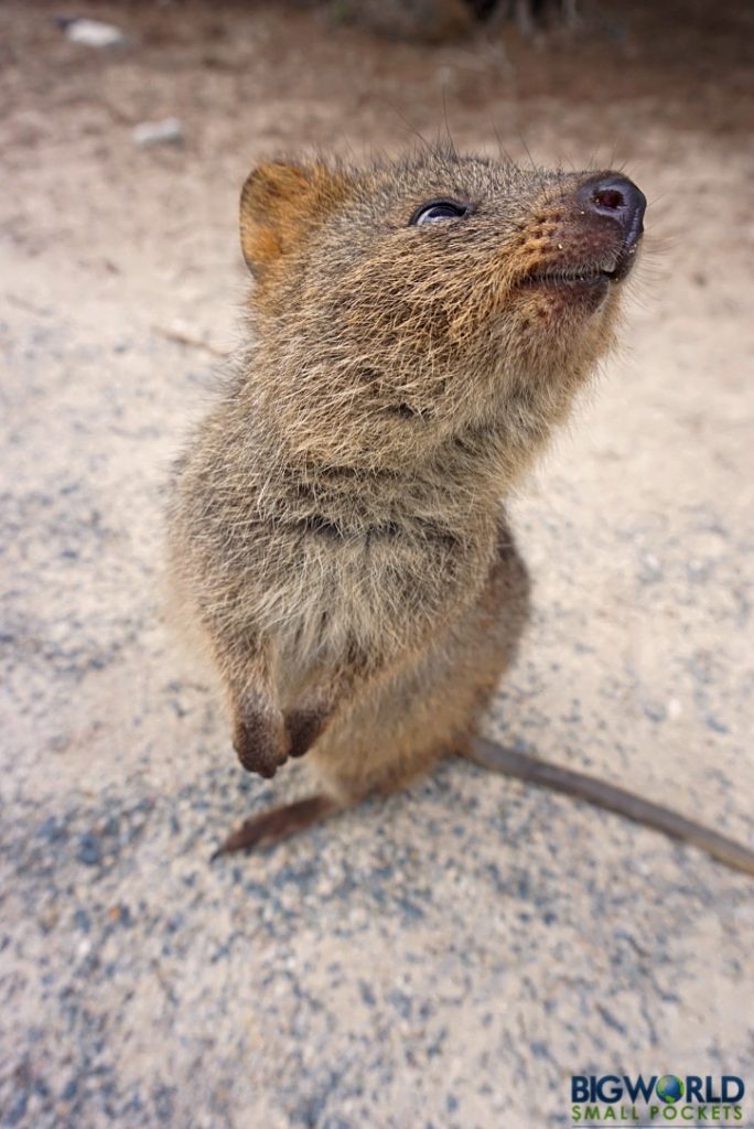 Australia, Rottnest, Standing Quokka