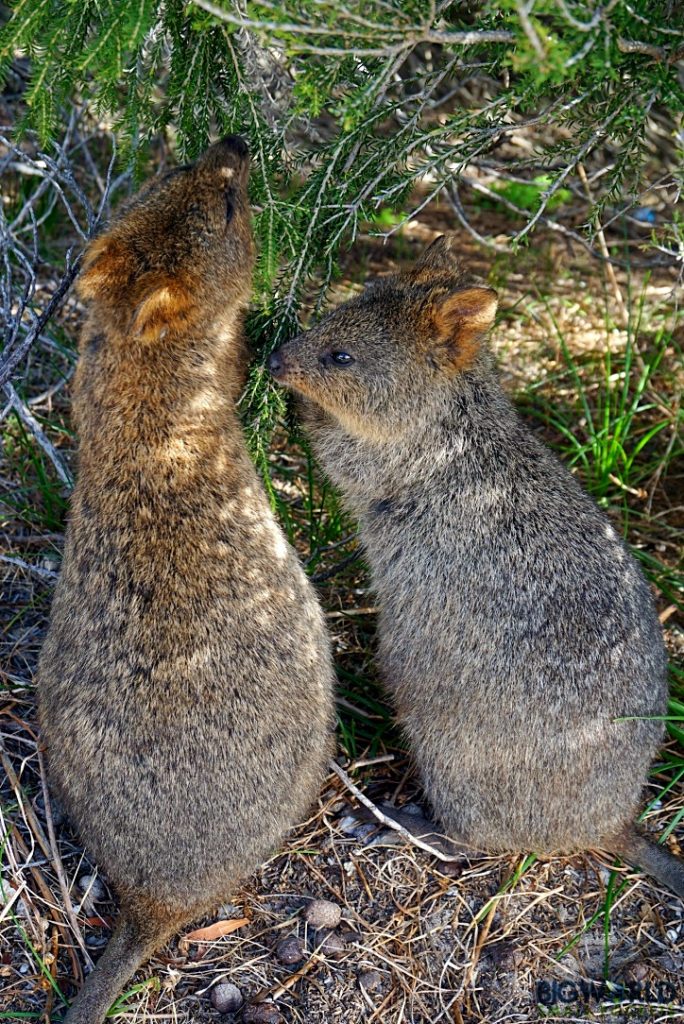 Two Quokkas