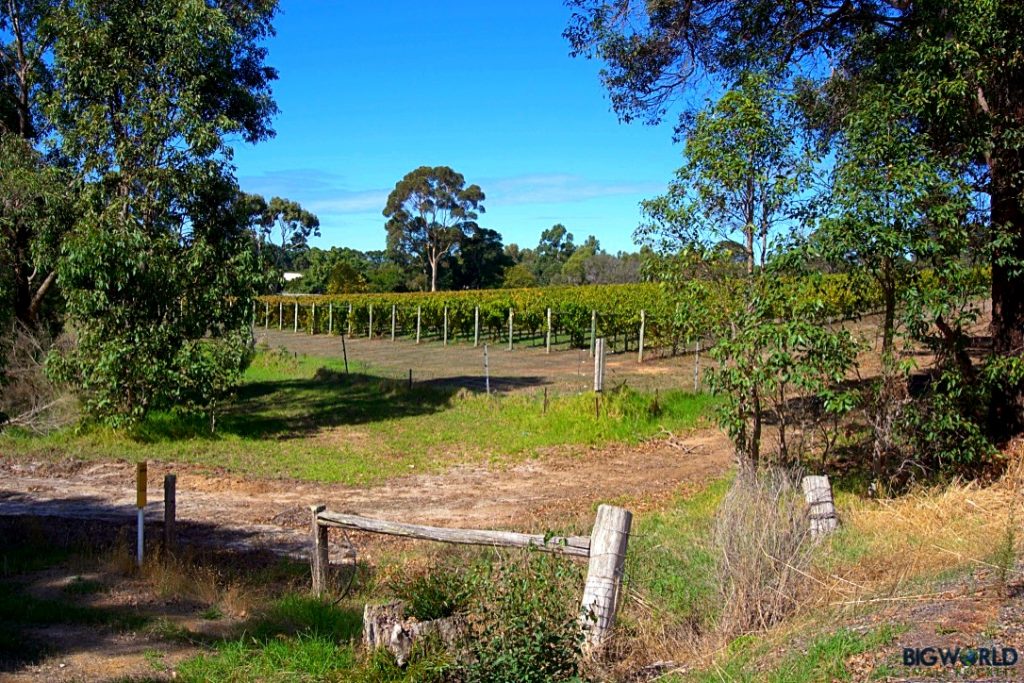 Australia, Margaret River, Vineyard