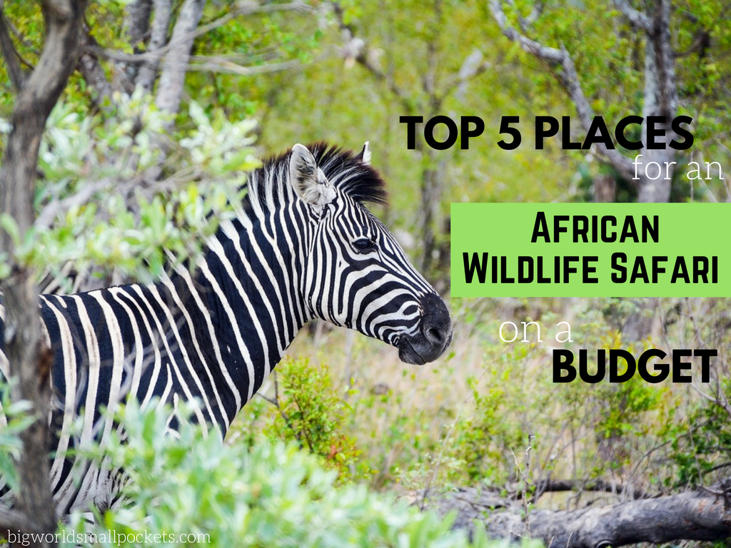 Top 5 Places for an African Wildlife Safari on a Budget