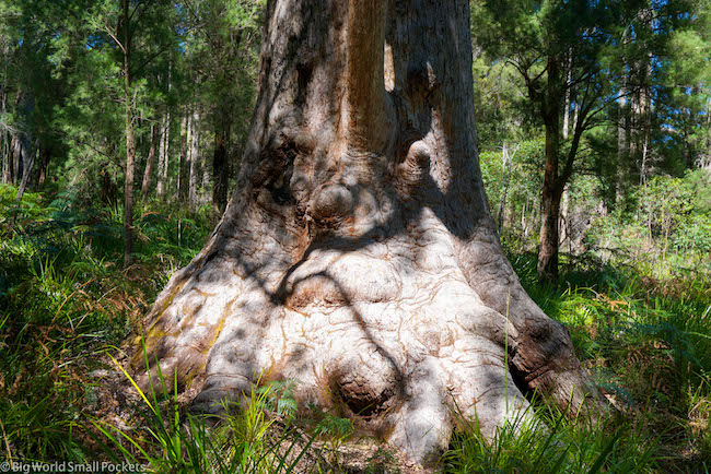 Australia, Pemberton, Karri Tree