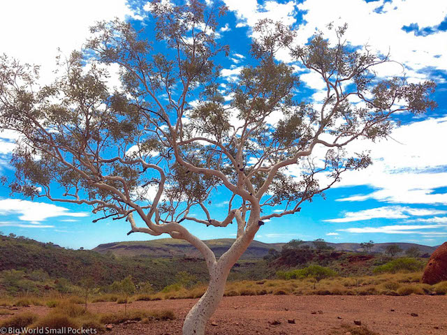 Australia, Karijini, Tree