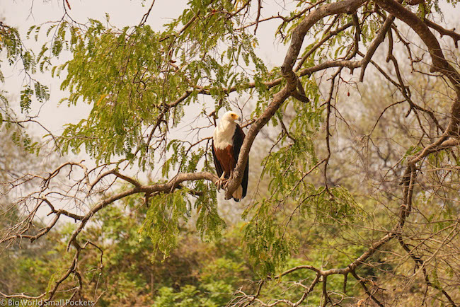 Africa, Safari, Eagle