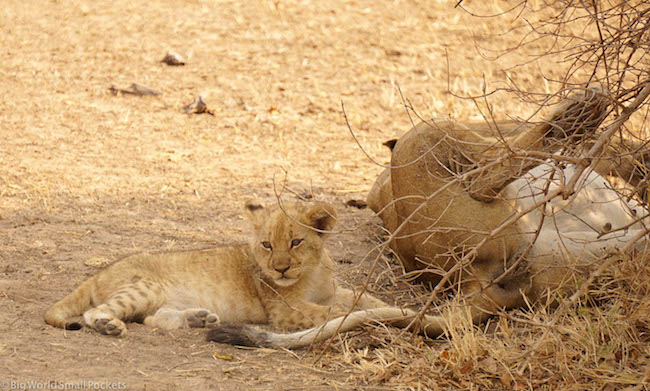 Africa, Safari, Lion Cub