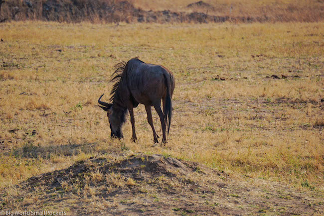 Afrikka, Safari, gnuu