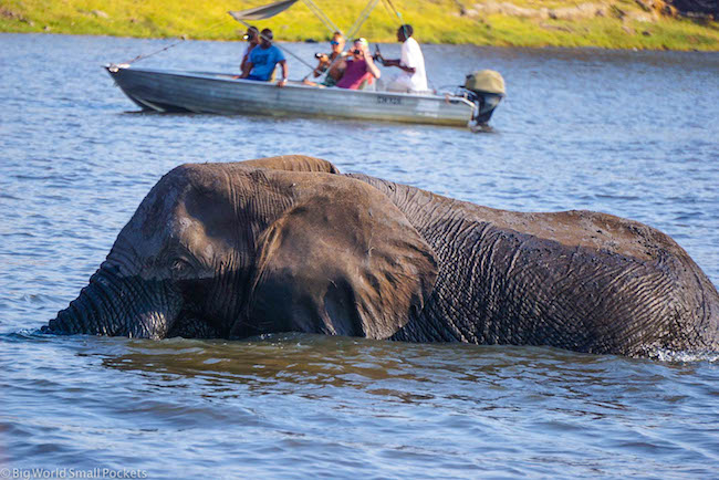 Botswana, Chobe River, Elephant in Water