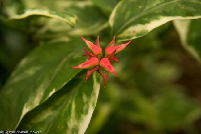 Kenya, Distant Relatives, Flower
