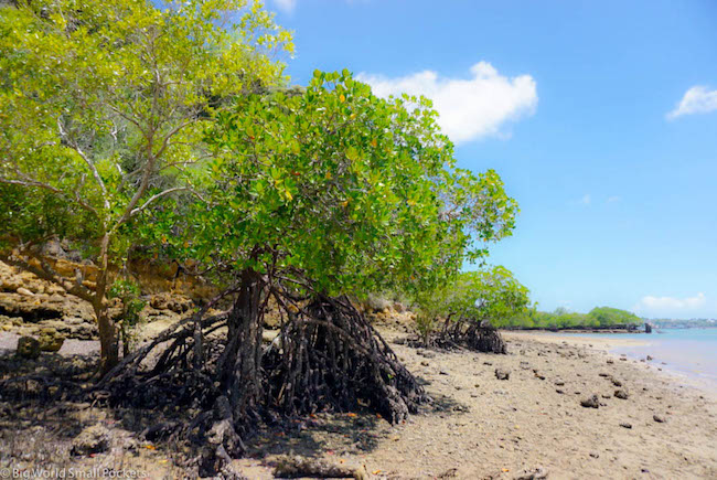 Kenya, Kilifi, Mangroves