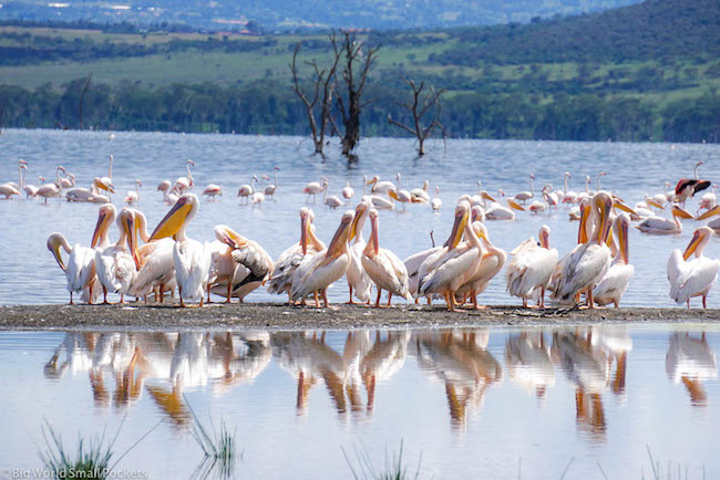 Kenya, Lake Nakuru, Flamingos