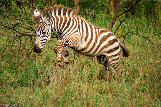 Kenya, Lake Nakuru, Leaping Zebra