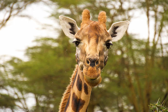 Kenya, Masai Mara, Giraffe Face