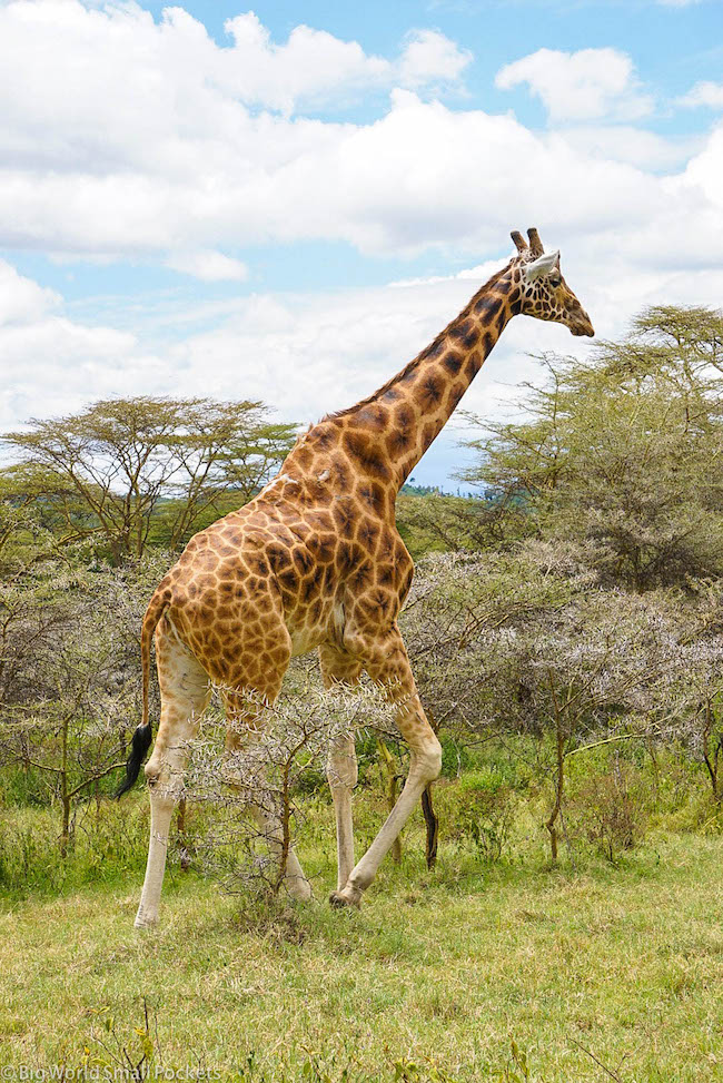 Kenya, Masai Mara, Giraffe
