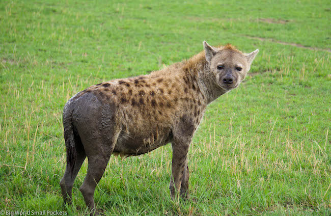 Kenya, Masai Mara, Hyena