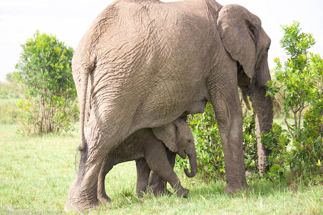 Kenya, Masai Mara, Mum and baby Elephant