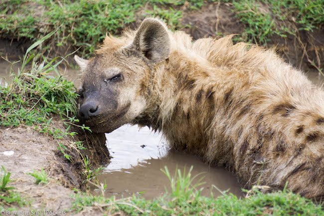 Kenya, Masai Mara, Hyena Sorridente