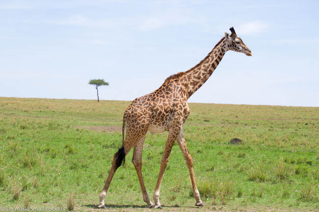 Kenya, Masai Mara, Striding Giraffe