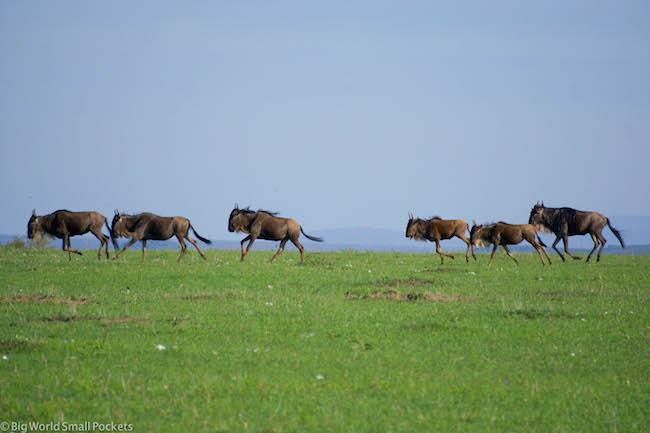 Kenya, Masai Mara, Wildebeest Migration