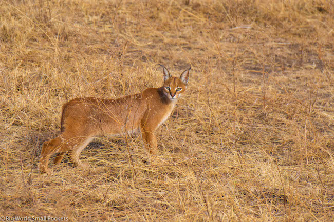 Tanzania, Krater Ngorongoro, Karakal