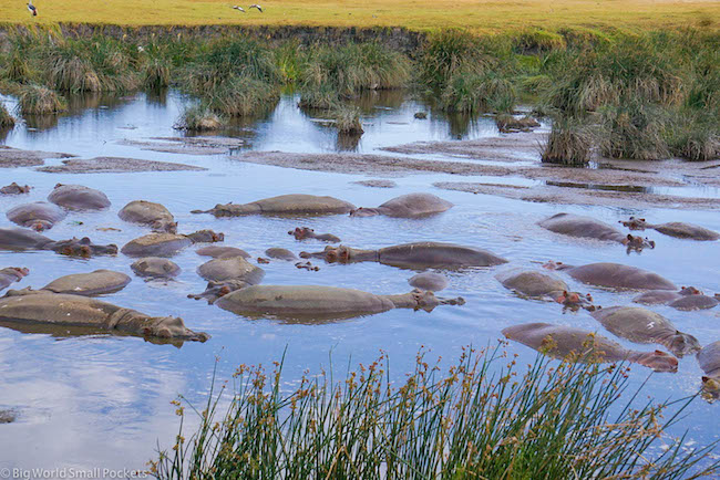 Tanzania, Ngorongoro Crater, Hippos