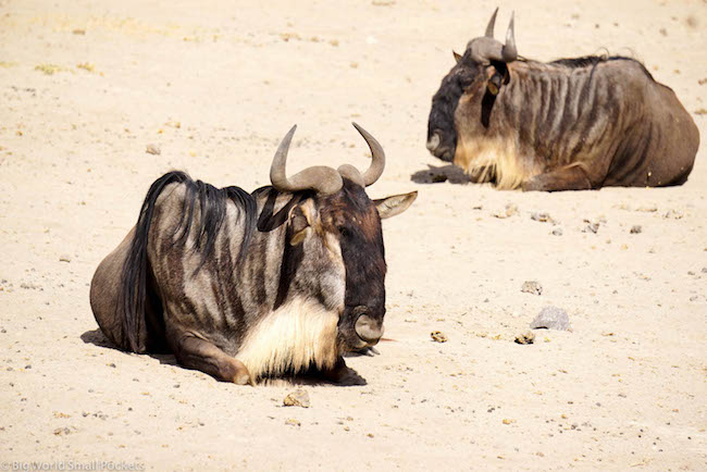 Tanzania, Ngorongoro, Ñus