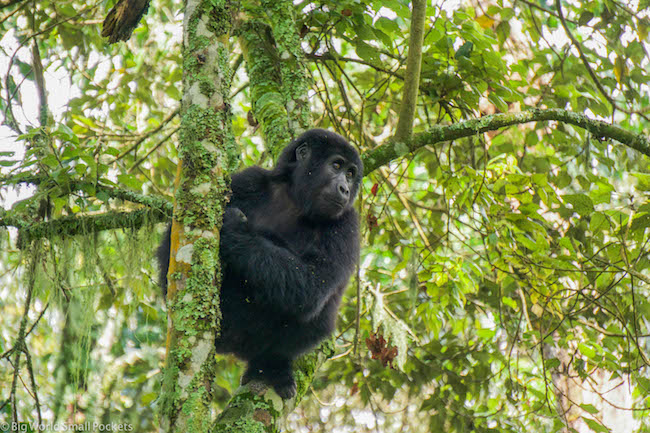 Uganda, Bwindi Forest, Gorilla Profile