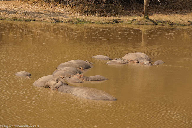 Zambia, South Luangwa NP, Hippo Pod