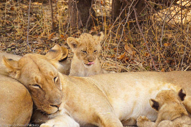 Zambia, South Luangwa NP, Lion Cub