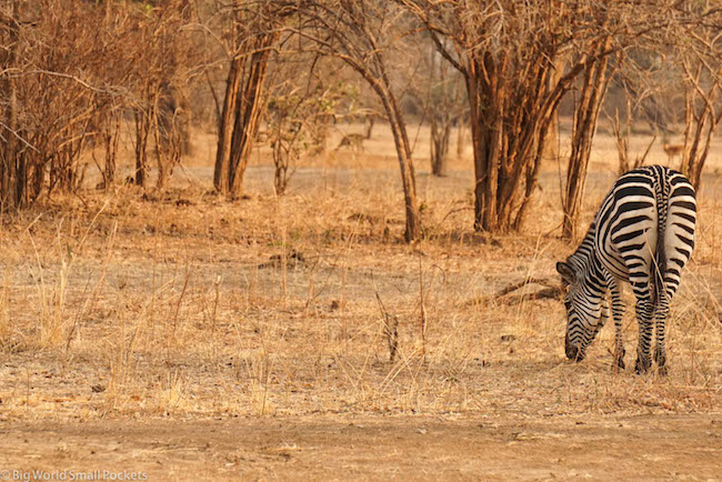 Zambia, South Luangwa NP, Solo Zebra