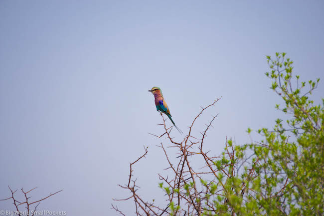 Zimbabwe, Hwange NP, Bird