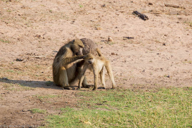 Botswana, Chobe National Park, Baboons 1