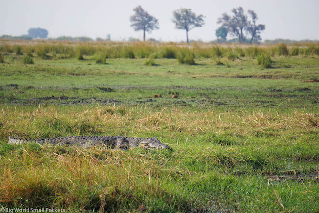 Botswana, Chobe National Park, Crocodile