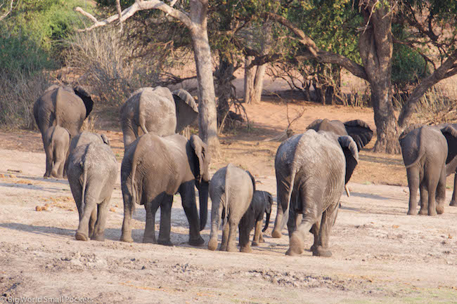 Botswana, Chobe National Park, Elephant Bottoms