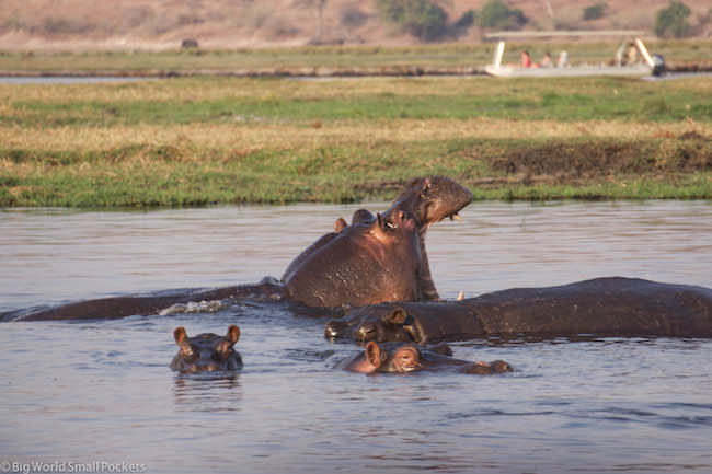 Botswana, Chobe National Park, Hippo Yawn