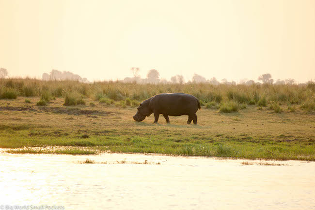 Botswana, Chobe National Park, Hippo on Land