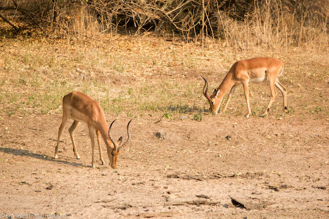 Botswana, Chobe National Park, Impala