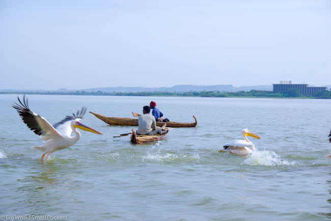 Ethiopia, Bahar Dar, Pelicans