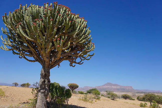 Ethiopia, Tigray, Cactus