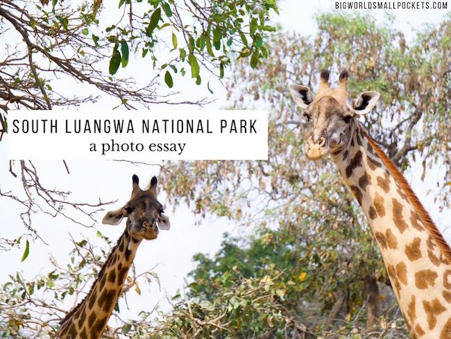 South Luangwa National Park - A Photo Essay {Big World Small Pockets}