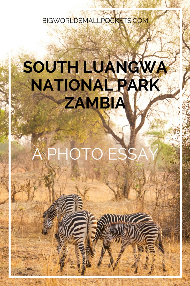 South Luangwa National Park, Zambia {Big World Small Pockets}